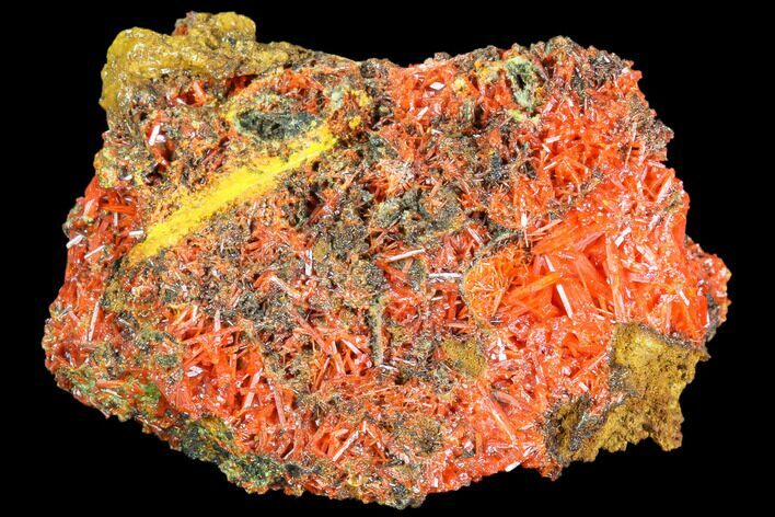 Bright Orange Crocoite Crystal Cluster - Tasmania #103808